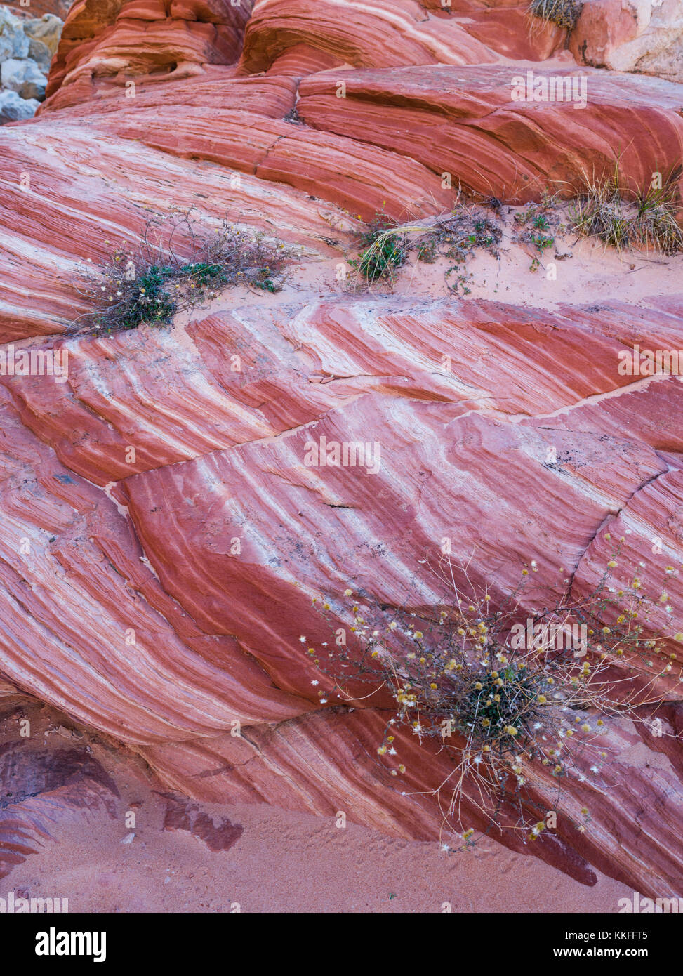 Rock Detail in der White Pocket, Paria Plateau, Vermilion Cliffs National Monument, Arizona. Stockfoto