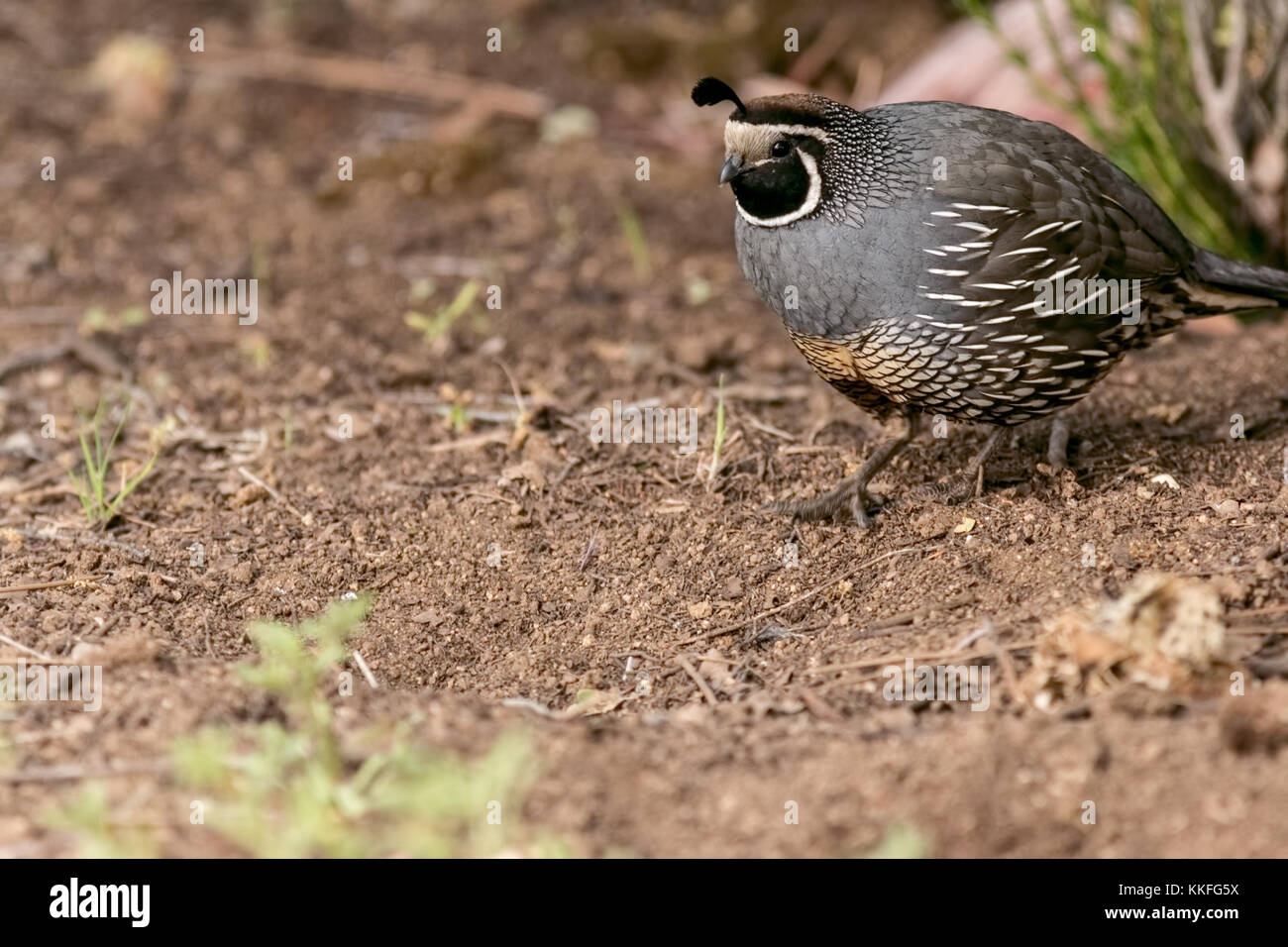 Die Kalifornien Wachtel, auch bekannt als das Kalifornien tal Wachtel, ist eine kleine Wohnung Vogel in der Neuen Welt Wachtel Familie. Stockfoto