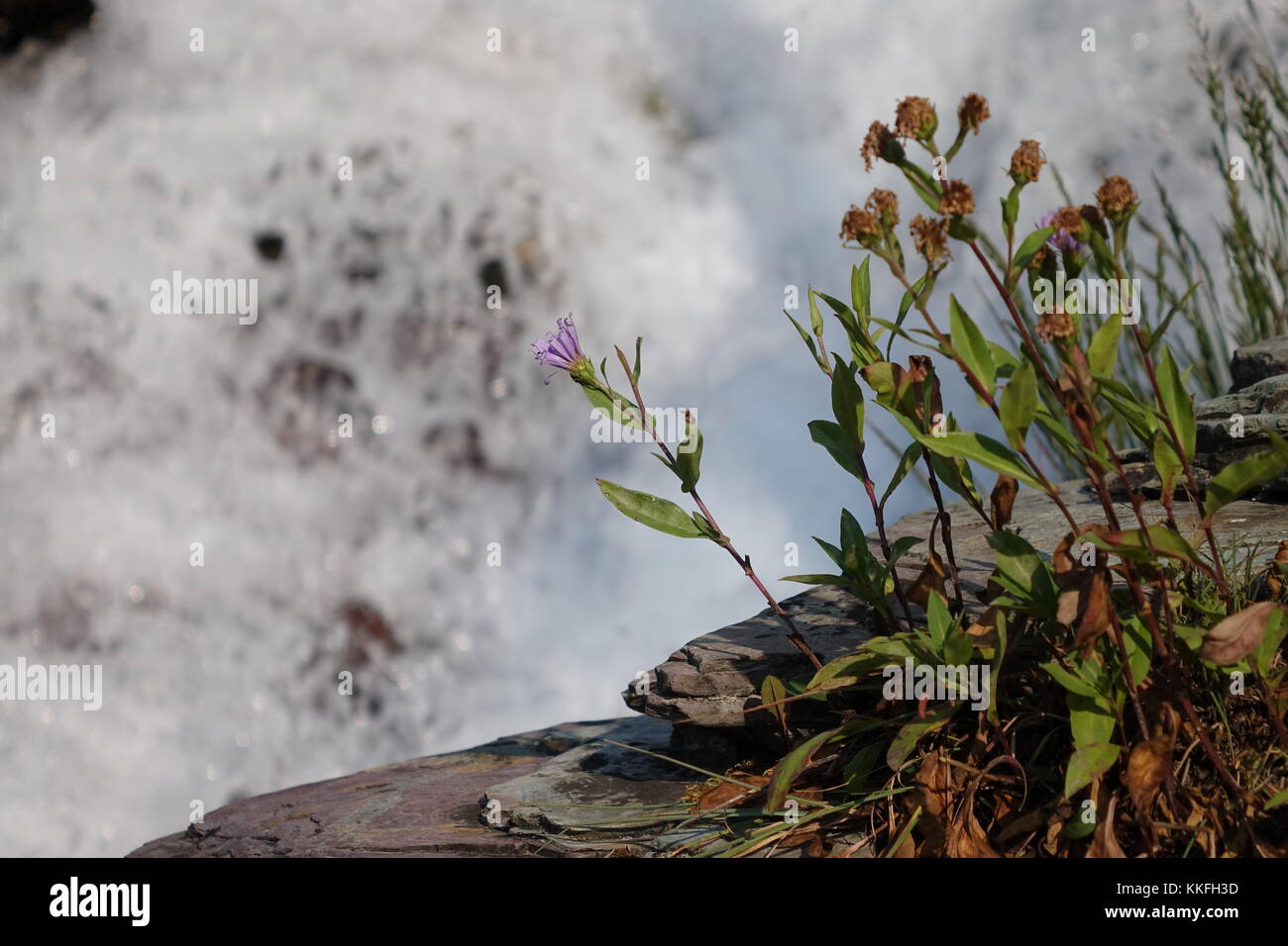 Blume und fällt, Glacier National Park, 2017. Stockfoto