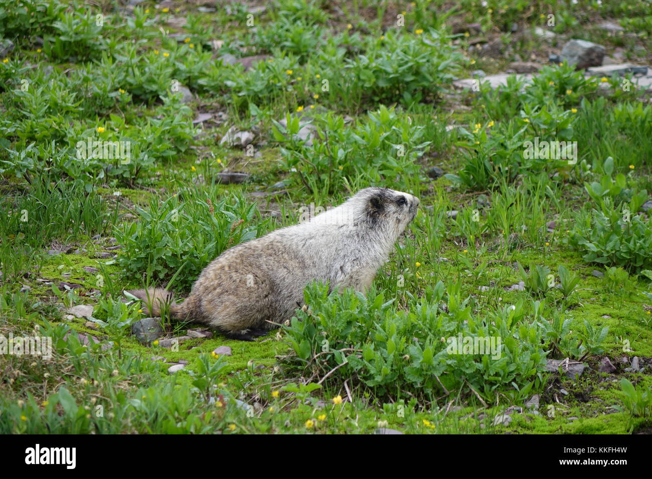 Hoary Marmot in East Meadow, Glacier National Park Stockfoto