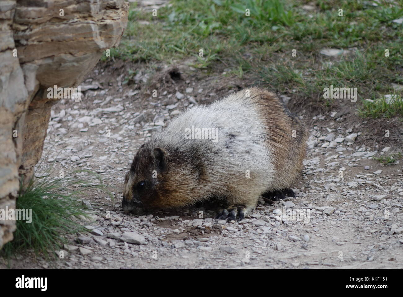 Hoary Marmot auf dem Weg zur versteckten See, Logan Pass, Glacier National Park Stockfoto