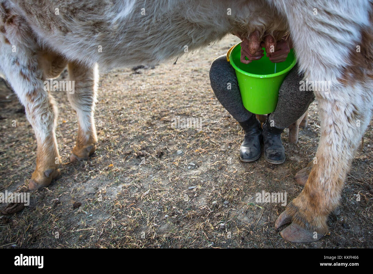 Frau melken eine Kuh im Freien. Stockfoto