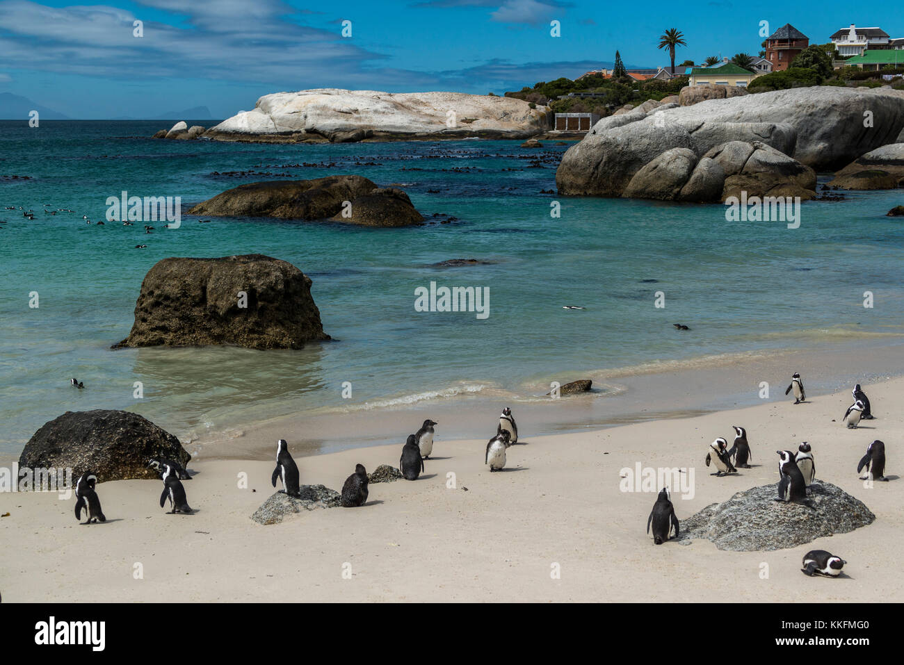 Kolonie von Spektakel Pinguine Boulders Beach, Simon's Town, Südafrika Stockfoto