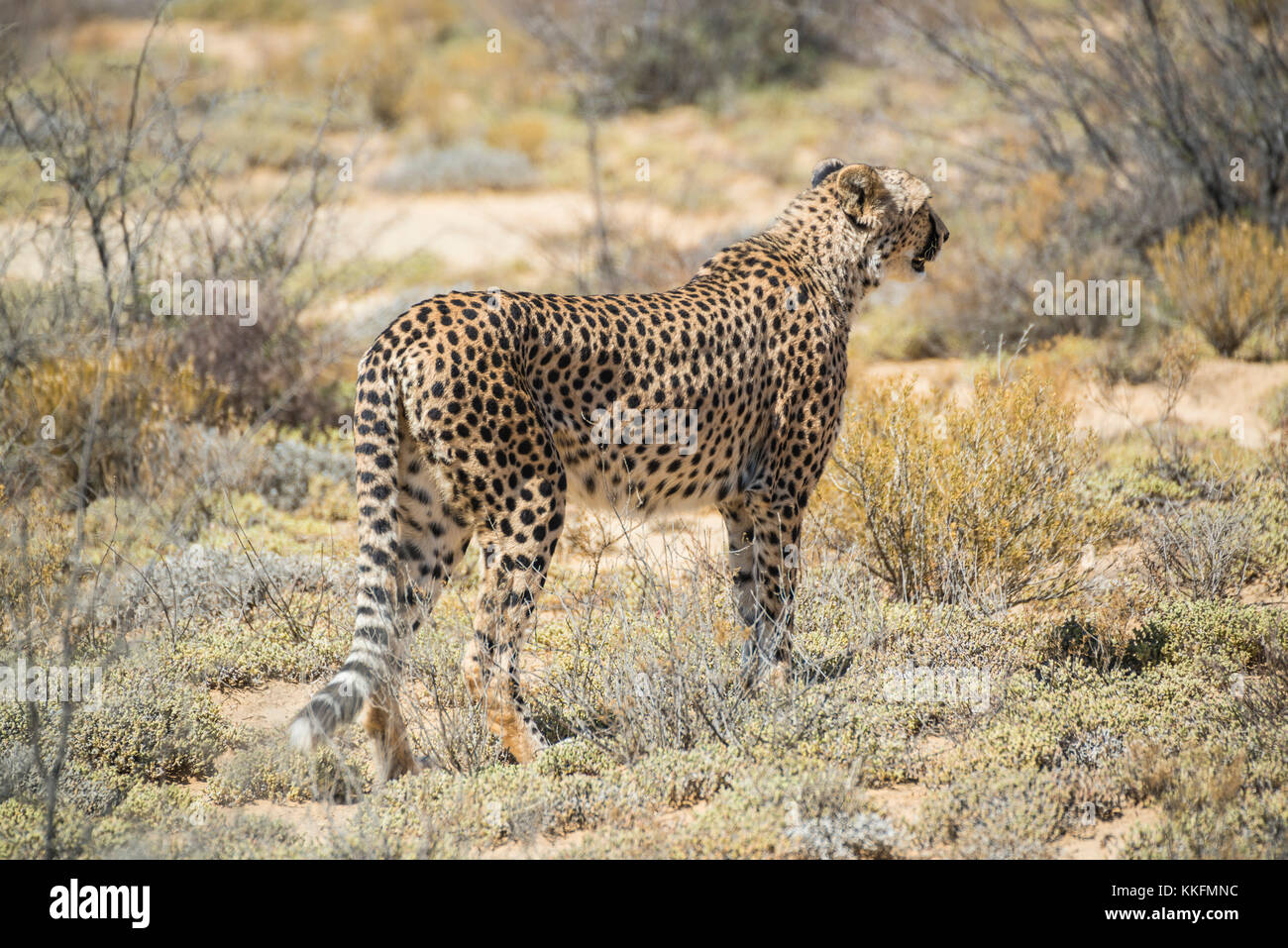 Cheetah, inverdoorn Game Reserve, Südafrika Stockfoto