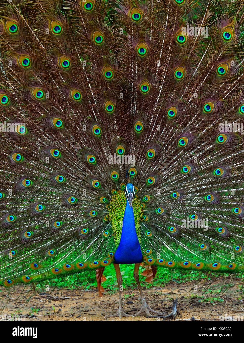 Portrait von wunderschönen Peacock mit Federn heraus. Die indischen Pfauen oder Blauer Pfau (Pavo cristatus). Yala National Park Sri Lanka Stockfoto