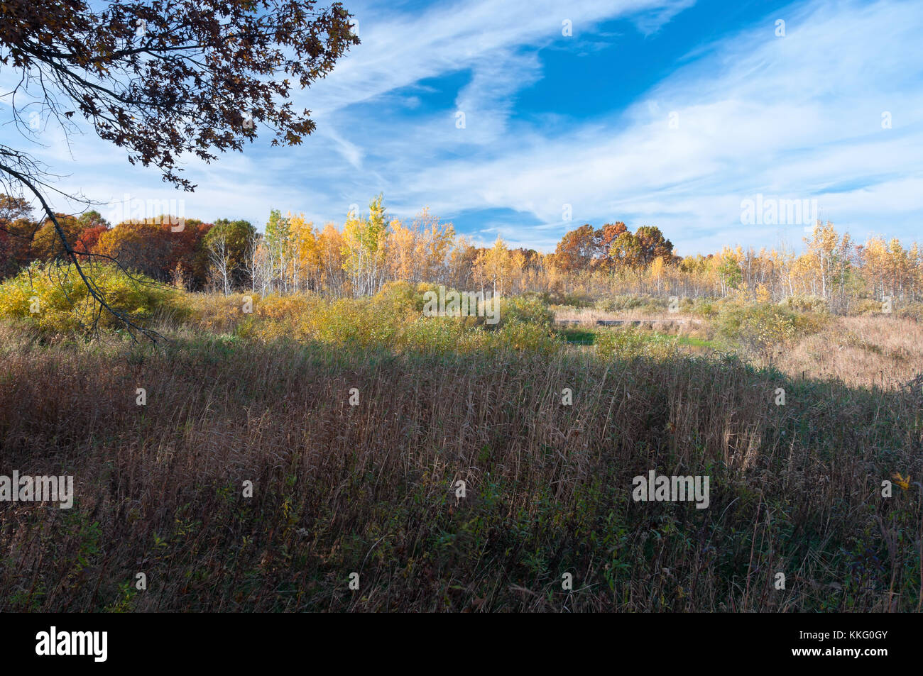 Segge wiese Wiese und Wald im Herbst Saison in Necedah Wildlife Refuge Juneau County Wisconsin Stockfoto