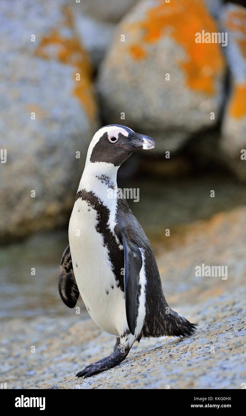 Afrikanische Pinguine (spheniscus demersus) an Land aus dem Meer gehen bei Abenddämmerung. Afrikanische Pinguin (spheniscus demersus) am Boulders Kolonie. Sou Stockfoto