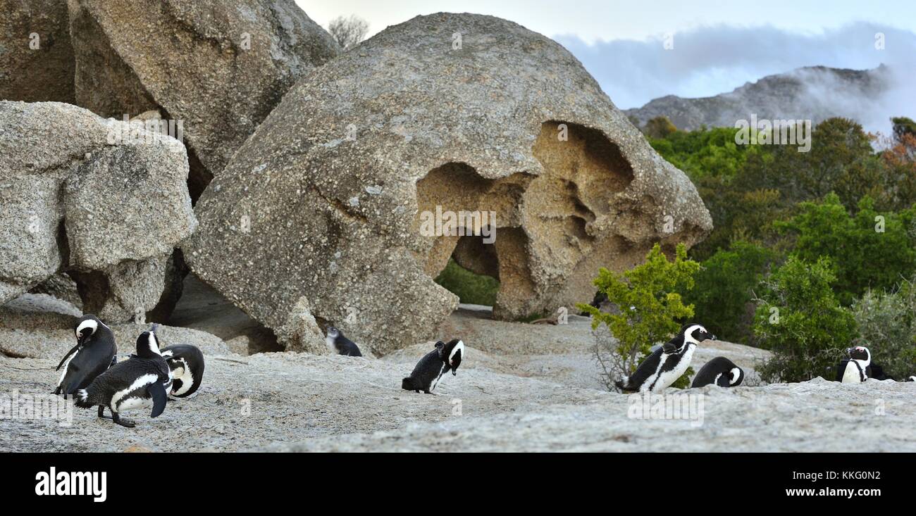 Afrikanische Pinguine (spheniscus demersus) an Land aus dem Meer gehen bei Abenddämmerung. Afrikanische Pinguin (spheniscus demersus) am Boulders Kolonie. Sou Stockfoto