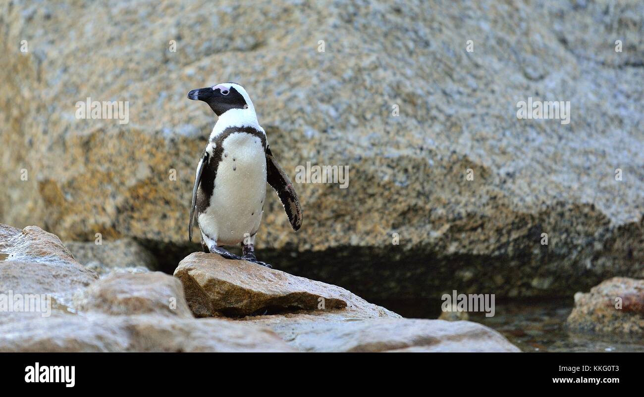 Der afrikanische Pinguin (spheniscus demersus). Südafrika Stockfoto