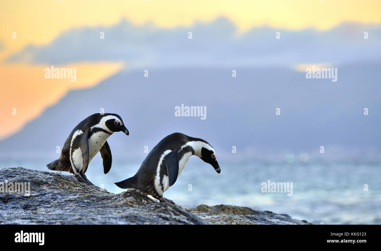 Afrikanische Pinguine (spheniscus demersus) Der afrikanische Pinguin am Ufer in der Abenddämmerung über dem roten Sonnenuntergang Himmel. Stockfoto