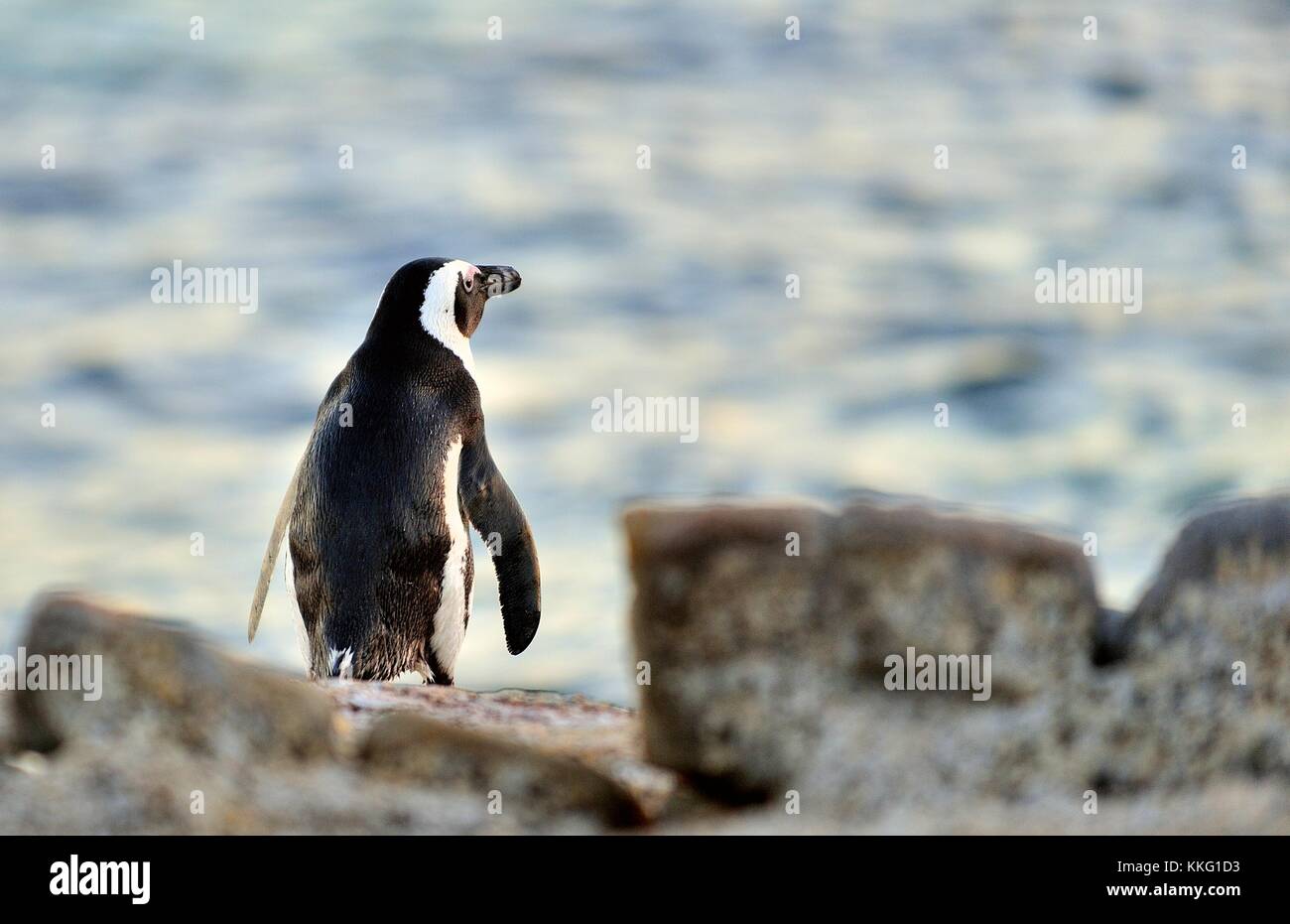 Der afrikanische Pinguin (spheniscus demersus). Südafrika Stockfoto