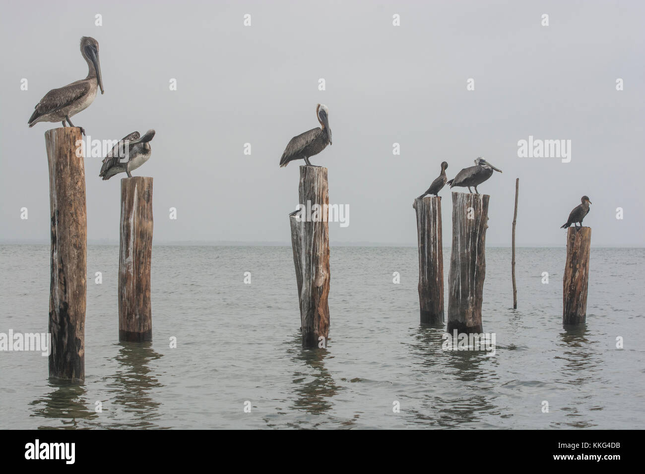 Holz- beiträge ragt aus der Karibik gut sitzenden Spots für verschiedene Arten von Sea Bird. Stockfoto