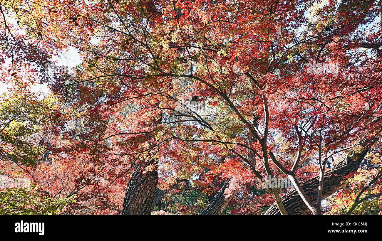 Japanischer Ahorn rot im Herbst. Stockfoto