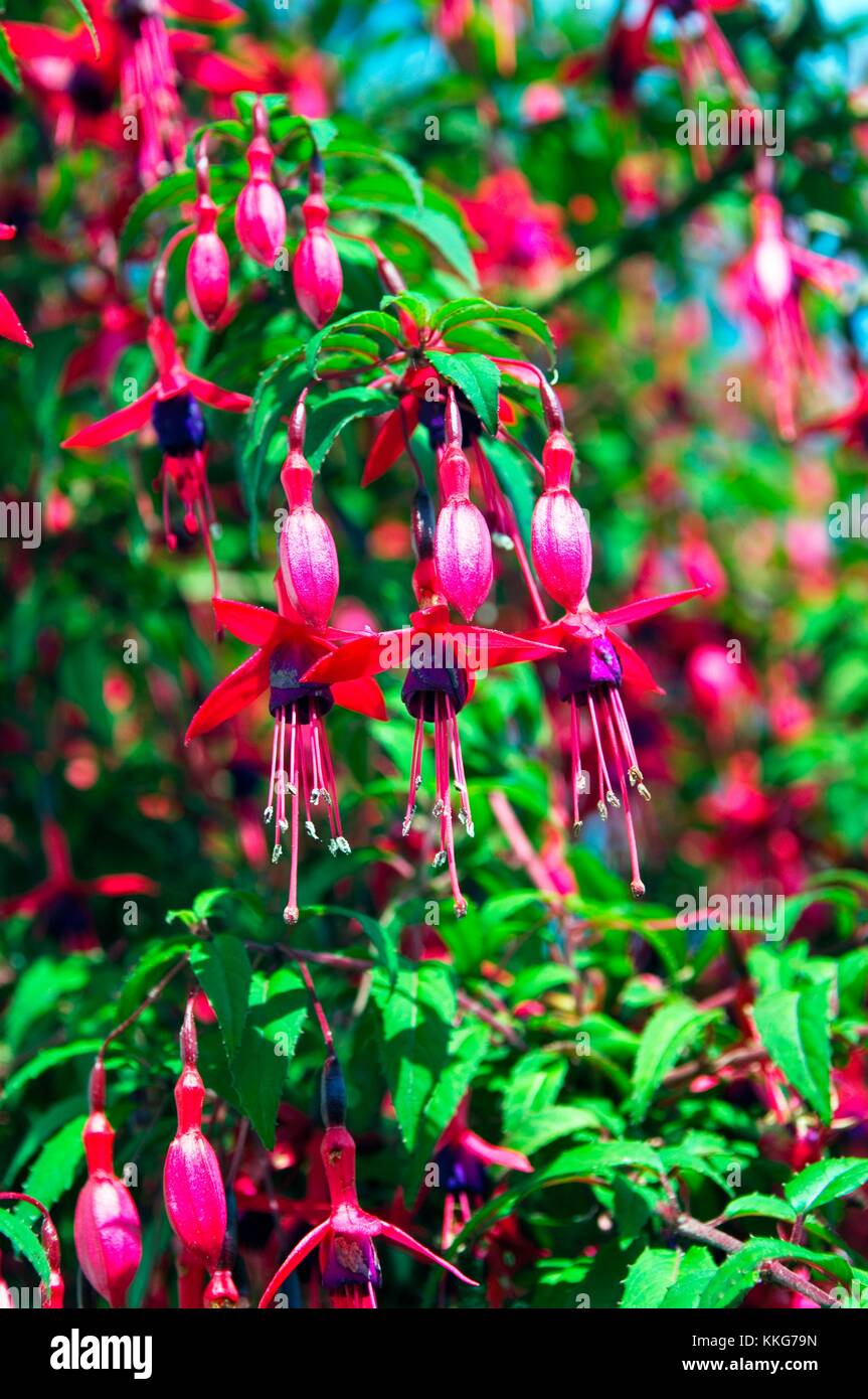 Fuchsia Blumen Heckenpflanze draußen am Straßenrand Stockfoto