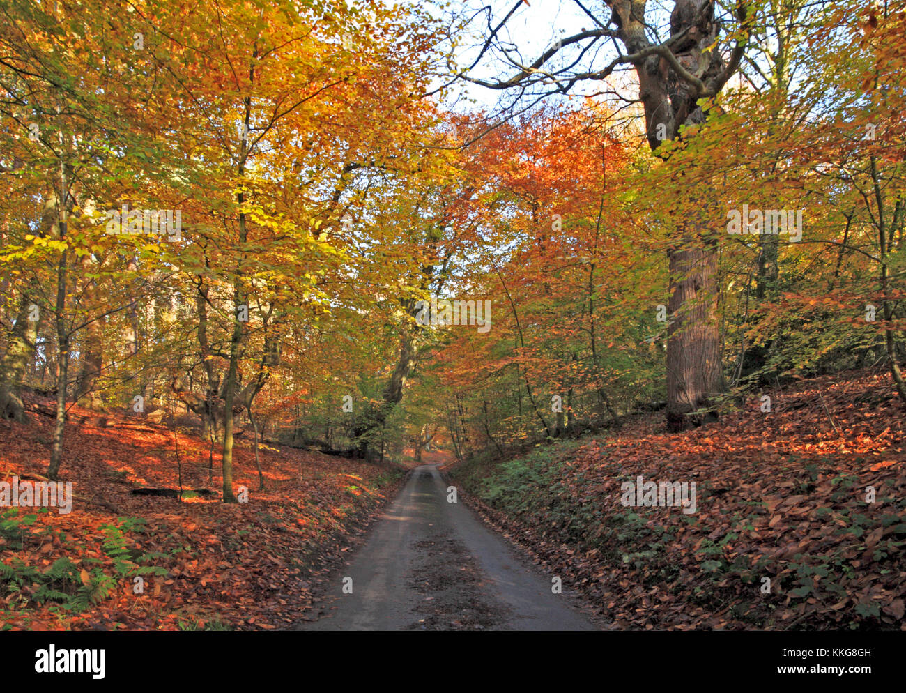 Ein Blick auf Herbst Laub in felbrigg großen Wald im Rachen des Löwen an Aylmerton, Norfolk, England, Vereinigtes Königreich. Stockfoto