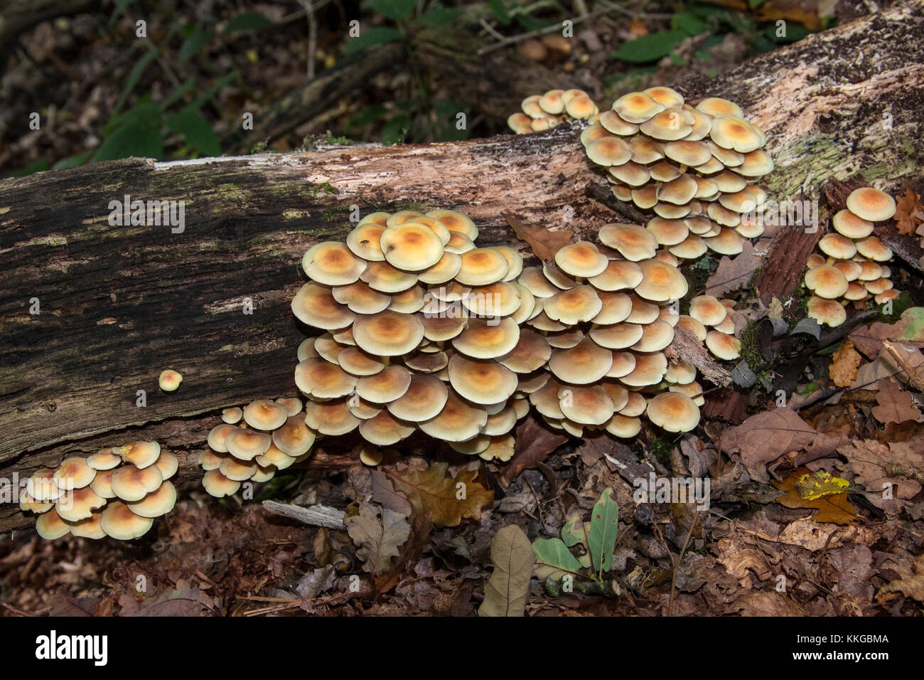 Pilze wachsen auf einem toten Baum im Unterholz eines Waldes in North Yorkshire im Vereinigten Königreich. Stockfoto