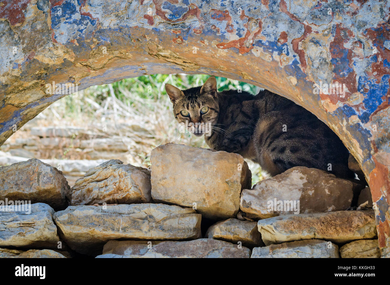 Griechische Katze unter einem alten verwitterten Stein Bogen auf die Insel Symi, Griechenland Stockfoto