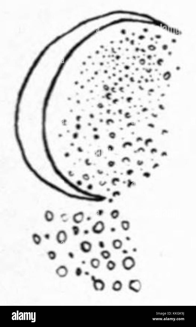 Diese Figur aus der Devon-Zeit zeigt Eurypteriden, antike Marinearthropoden, die in den Schieferlagerstätten des Holland Quarry in Ohio gefunden wurden, und hebt ihre einzigartigen Eigenschaften hervor. Stockfoto