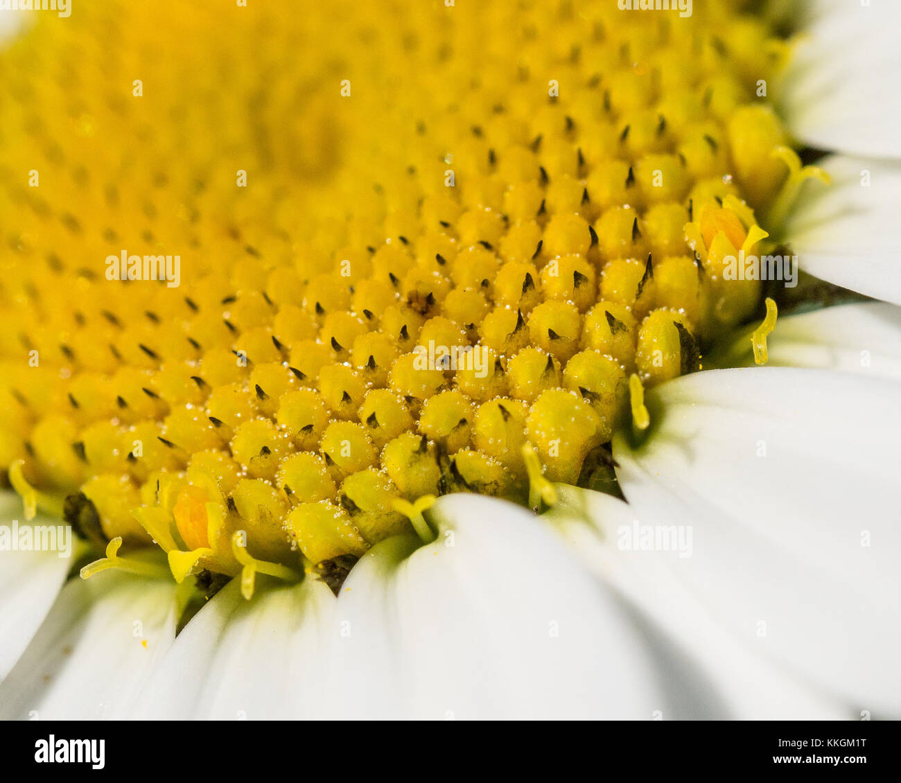 Extreme Nahaufnahme der Teil der Blüte von Anthemis cupaniana Stockfoto