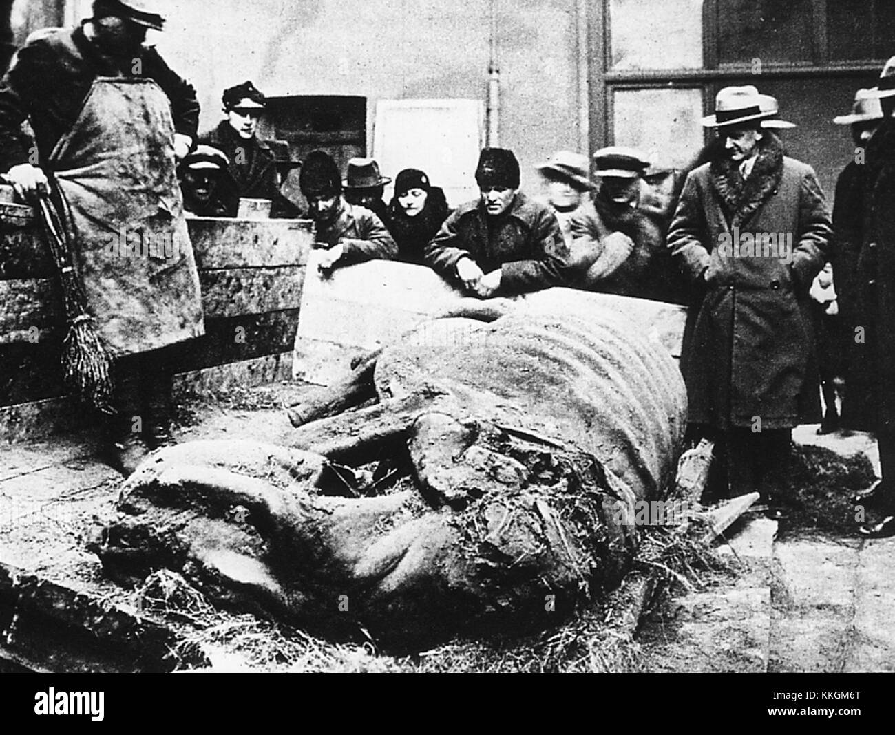 Coelodonta bezieht sich auf die Gattung des Wollnashorns, eines prähistorischen Säugetieres, das während des Pleistozäns lebte. Bekannt für seine besonderen physikalischen Merkmale und die Anpassung an kalte Klimazonen, ist sie eine wichtige Spezies bei der Erforschung der antiken Fauna. Stockfoto