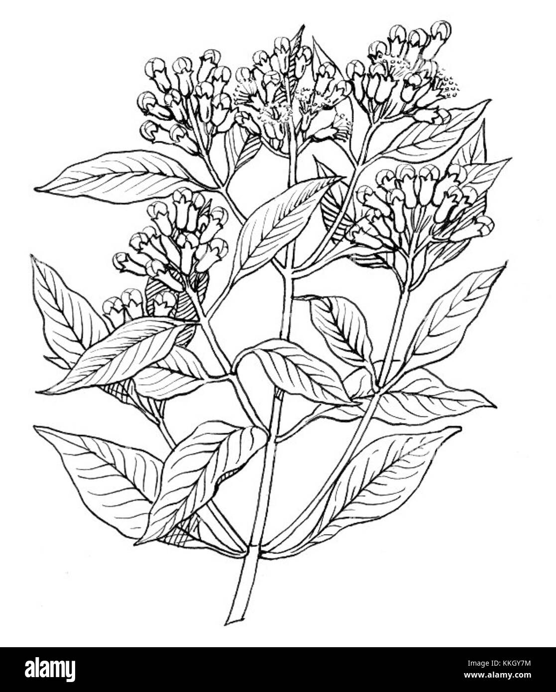 Nelke (Syzygium aromaticum) ist ein Gewürz, das aus den Blütenknospen des Nelkenbaums abgeleitet wird. Es wird häufig in der Küche und in der traditionellen Medizin verwendet, bekannt für seine aromatischen und medizinischen Eigenschaften. Stockfoto