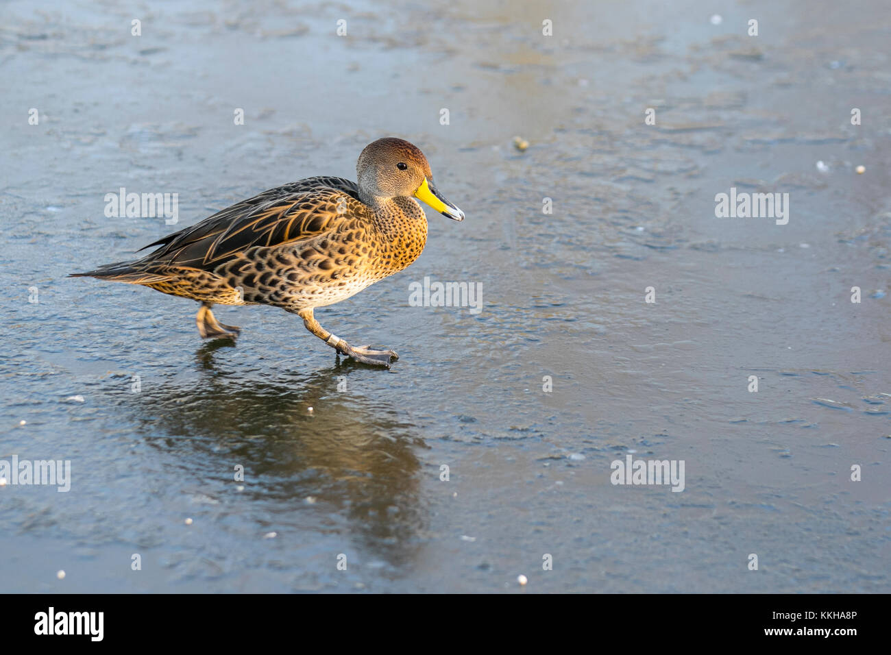 Burscough, Lancashire, UK. 1. Dezember, 2017. UK Wetter. Wild und unverlierbaren Enten Kampf um Essen auf einem zugefrorenen Teich nach kalter Nacht Temperaturen in ländlichen Lancashire. Nachdem ein eisiger Anfang Temperaturen erwartet, mit sonnigen Perioden später am Tag zu warm. Credit: MediaWordlImages/AlamyLiveNews Stockfoto