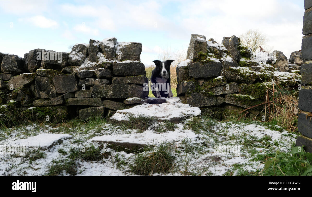 Wetter Großbritannien boarder Collie dog walking laufen über eine Mauer mit Schnee auf Sie während der winterlichen Bedingungen im tissington, Peak District National Park Derbyshire Stockfoto