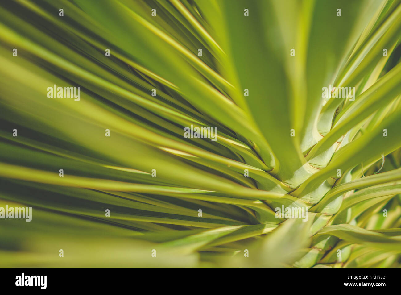Palm Leaf closeup, Palmenblättern Stockfoto
