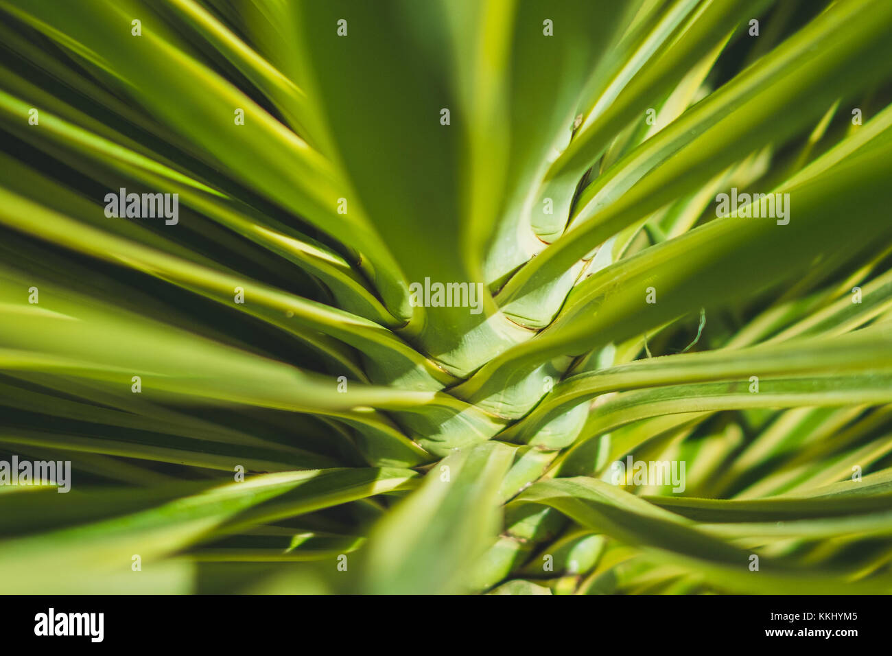 Abstrakte Werk Hintergrund - Palm Tree closeup, Palmenblättern Stockfoto