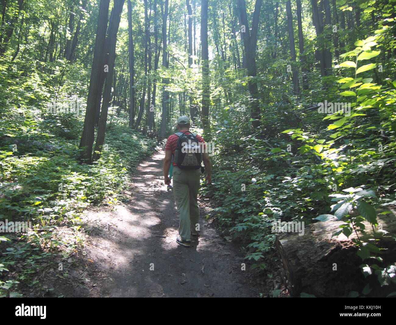 Mann mit Rucksack zu Fuß auf einem Waldweg. Ein Spaziergang durch einen Sommer Wald. Eine gesunde Lebensweise. Stockfoto
