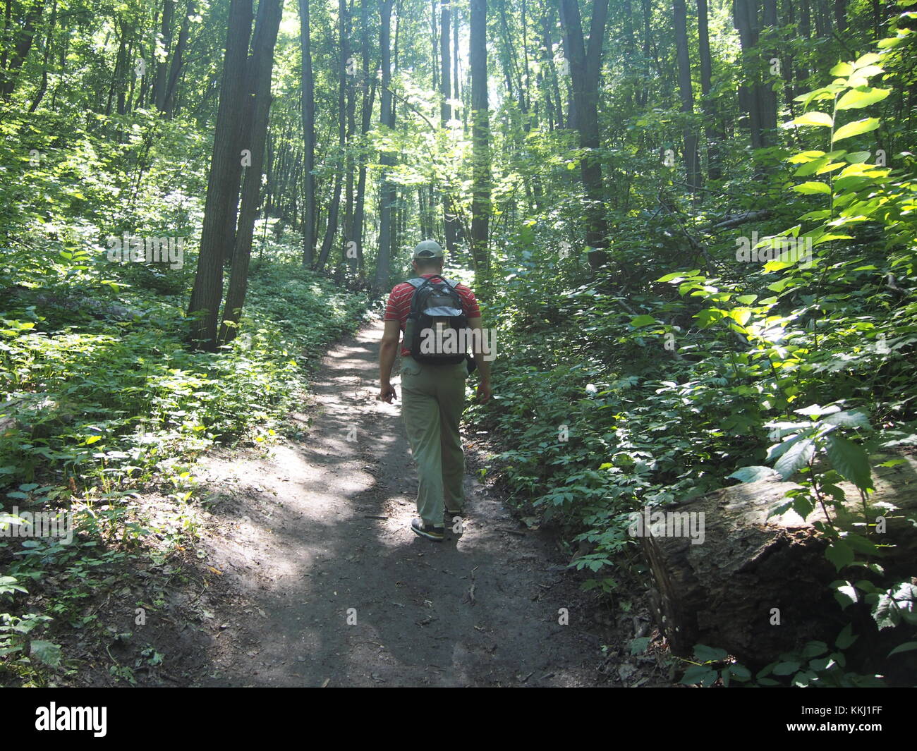 Mann mit Rucksack zu Fuß auf einem Waldweg. Ein Spaziergang durch einen Sommer Wald. Eine gesunde Lebensweise. Stockfoto
