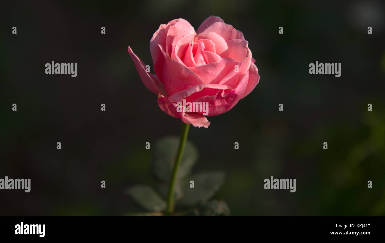 schöne Blume Stockfoto