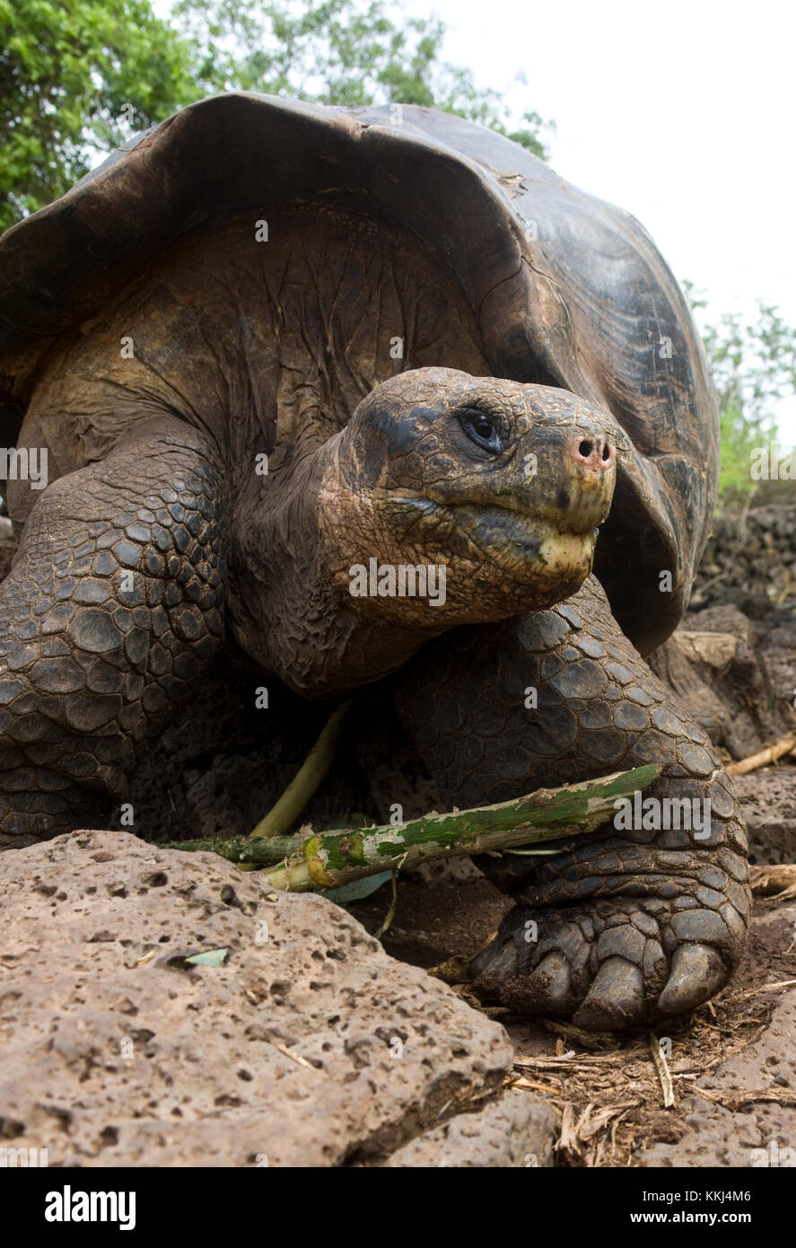 Galapagos-Riesenschildkröte (Chelonoidis Nigra) auf den Galapagos-Inseln vor der Küste von Ecuador Stockfoto