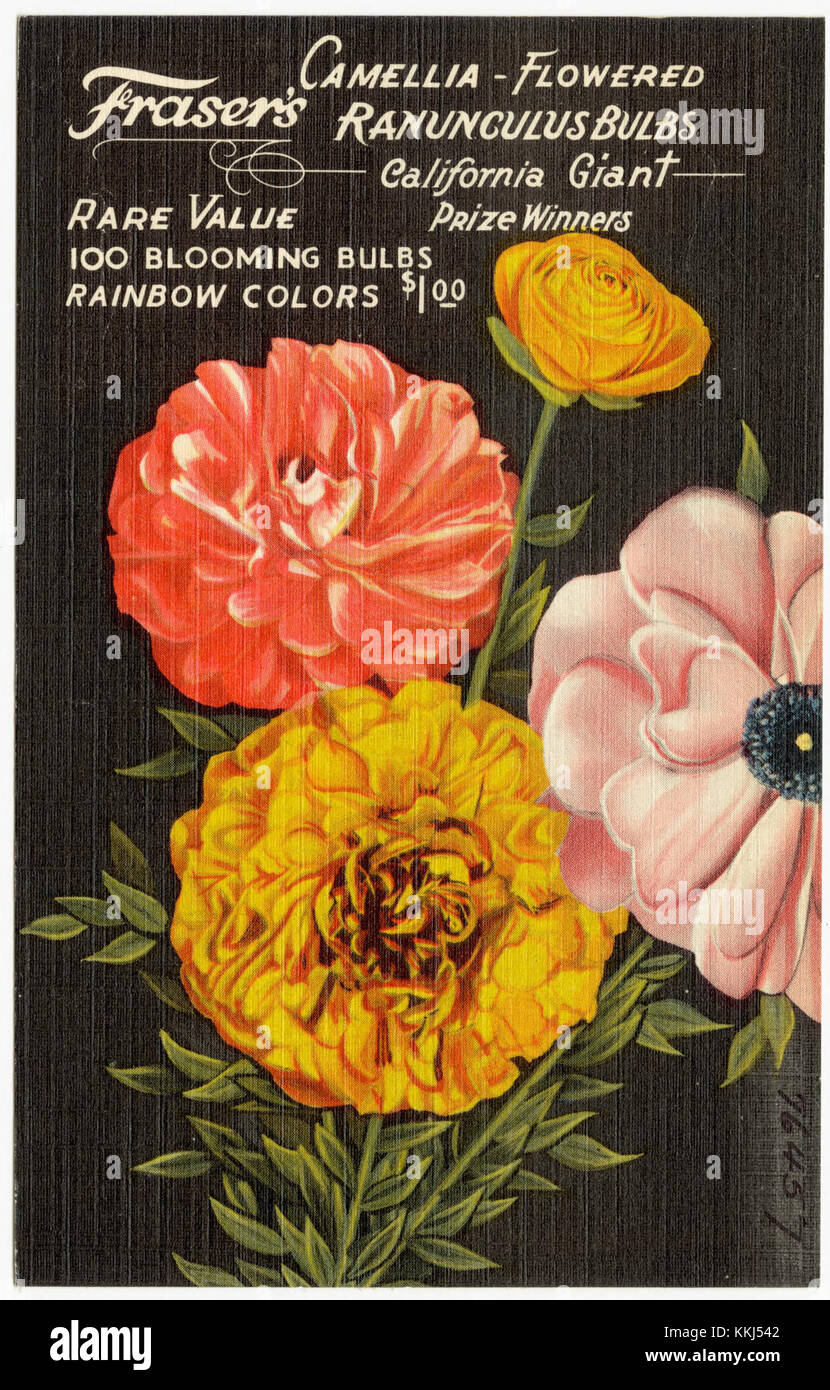 Frasier's Camellia ist eine Vielzahl von geblümten Ranunkelzwiebeln, bekannt für ihre lebendigen und farbenfrohen Blüten. Diese Glühbirnen werden häufig in der Gartenarbeit verwendet, um Landschaften und Blumenarrangements einen Hauch von Farbe und Schönheit zu verleihen. Stockfoto