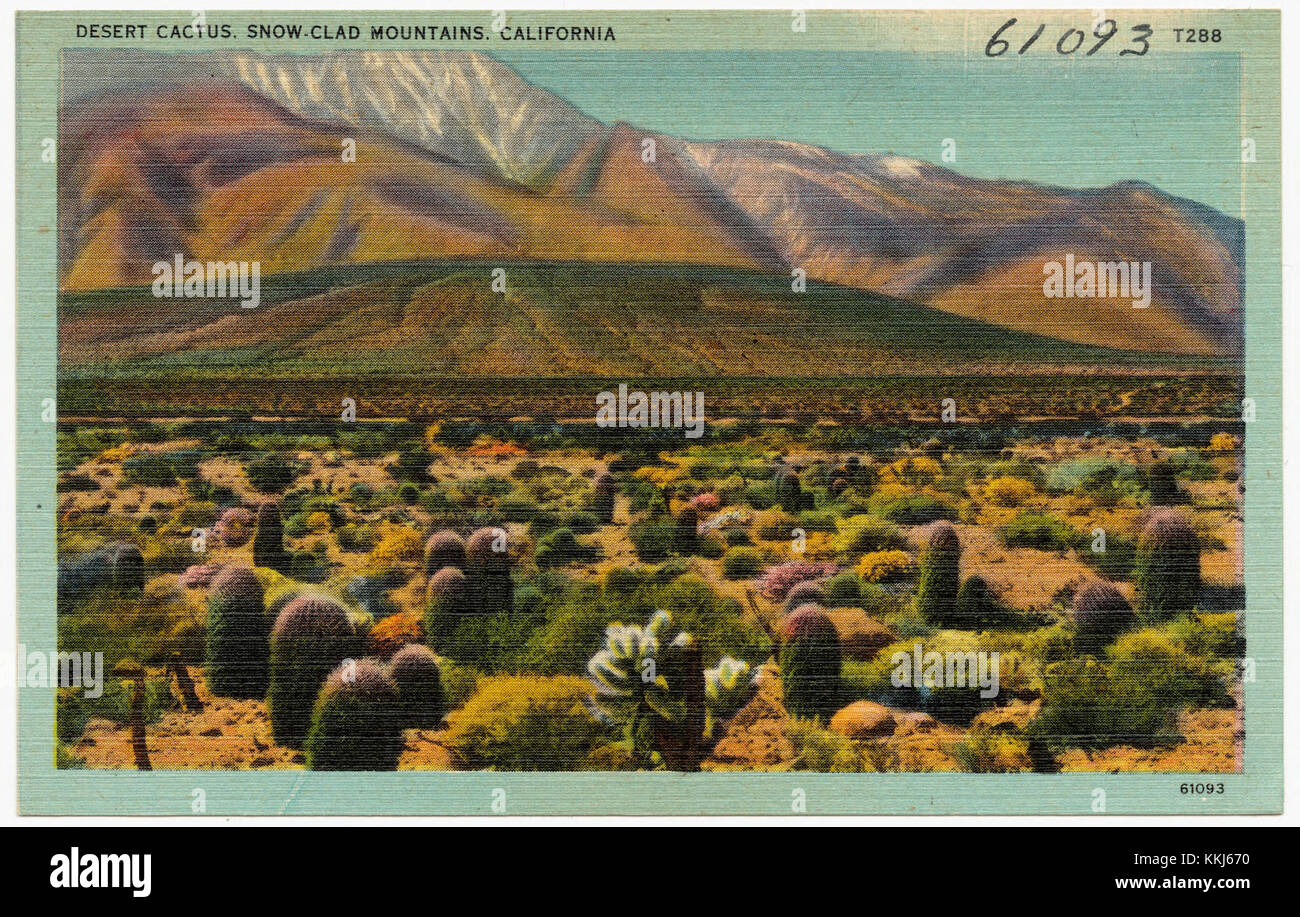 Desert Cactus, Snow-Clad Mountains, Kalifornien (61093) Stockfoto