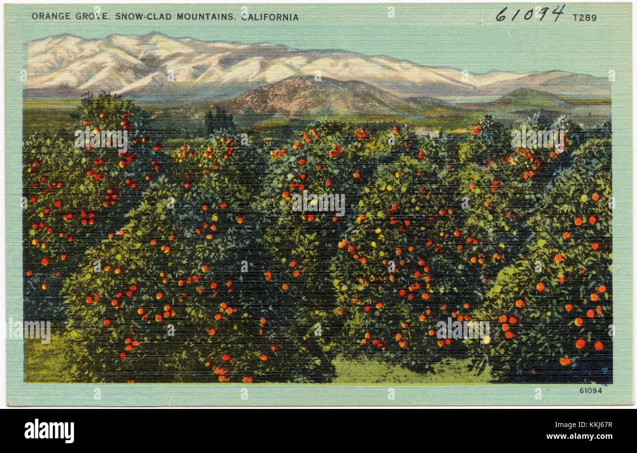 Orangenhain, schneebedeckte Berge, Kalifornien (61094) Stockfoto