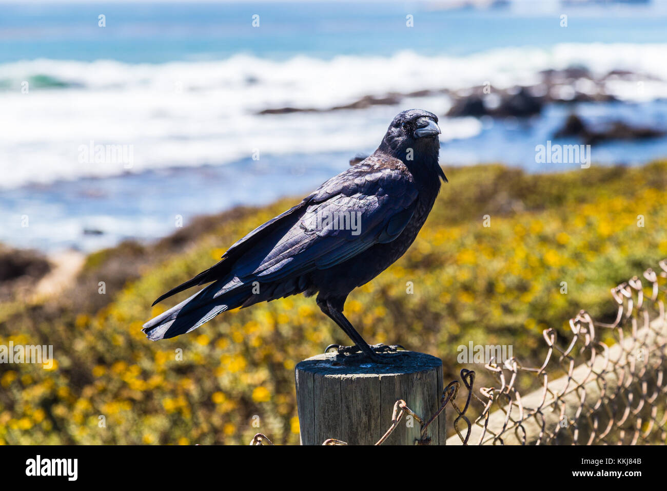 Amerikanische Krähen (Corvus brachyrhynchos) auf Zaun in San Simeon, Big Sur, Kalifornien, USA Stockfoto