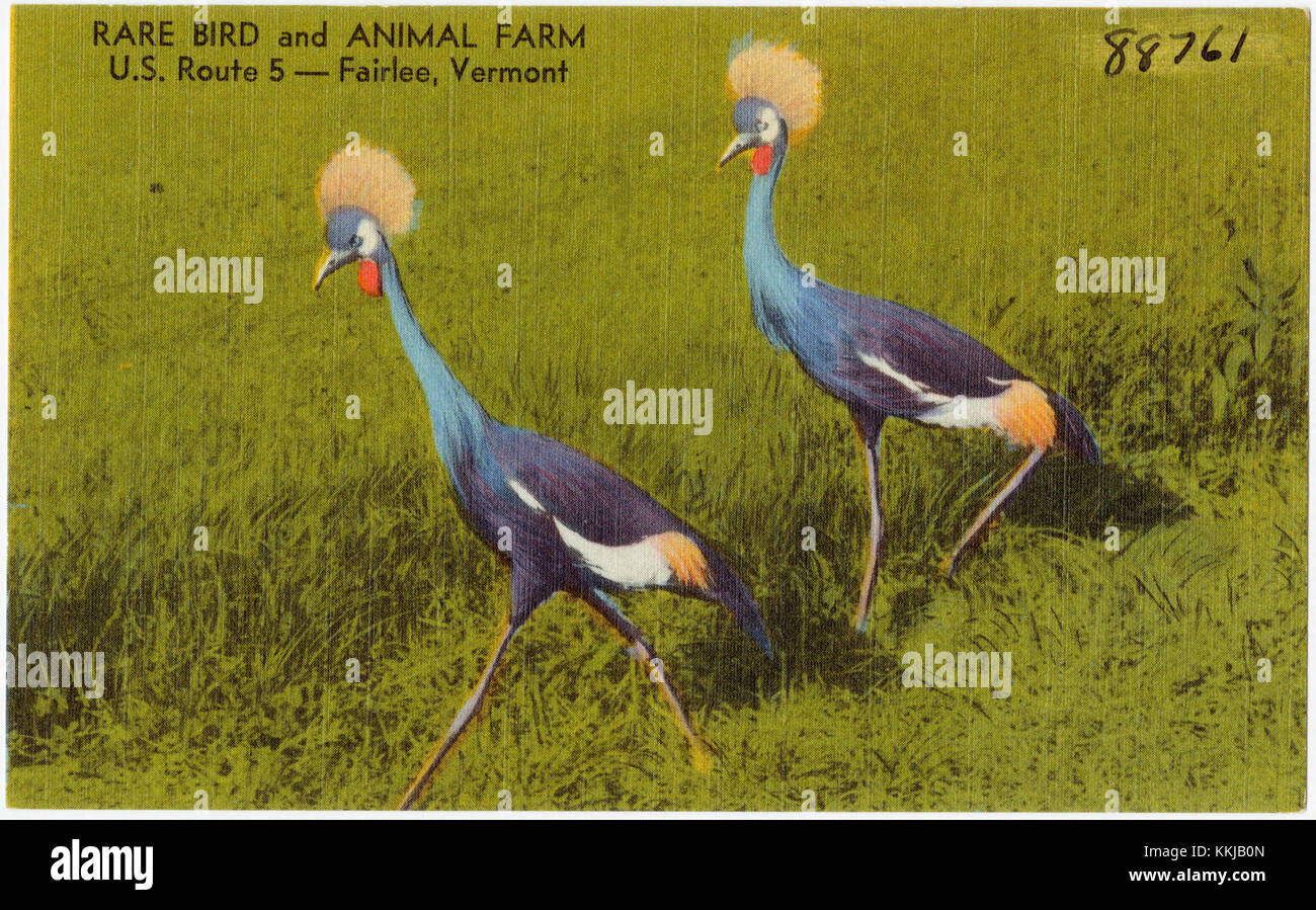 Die Rare Bird and Animal Farm, die sich an der U.S. Route 5 in Fairlee, Vermont, befindet, beherbergt neben anderen Tieren eine Vielzahl exotischer und seltener Vogelarten und zieht Besucher an, die sich für die Tierwelt und den Naturschutz interessieren. Stockfoto Die Rare Bird and Animal Farm, die sich an der U.S. Route 5 in Fairlee, Vermont, befindet, beherbergt neben anderen Tieren eine Vielzahl exotischer und seltener Vogelarten und zieht Besucher an, die sich für die Tierwelt und den Naturschutz interessieren. Stockfoto