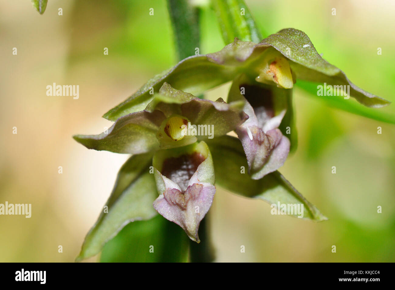 Breitblättrige Helleborine, 'Epipactis Helleborine', Laubwälder, Juli und August, weit verbreitet, Nahaufnahme, Somerset, Großbritannien Stockfoto