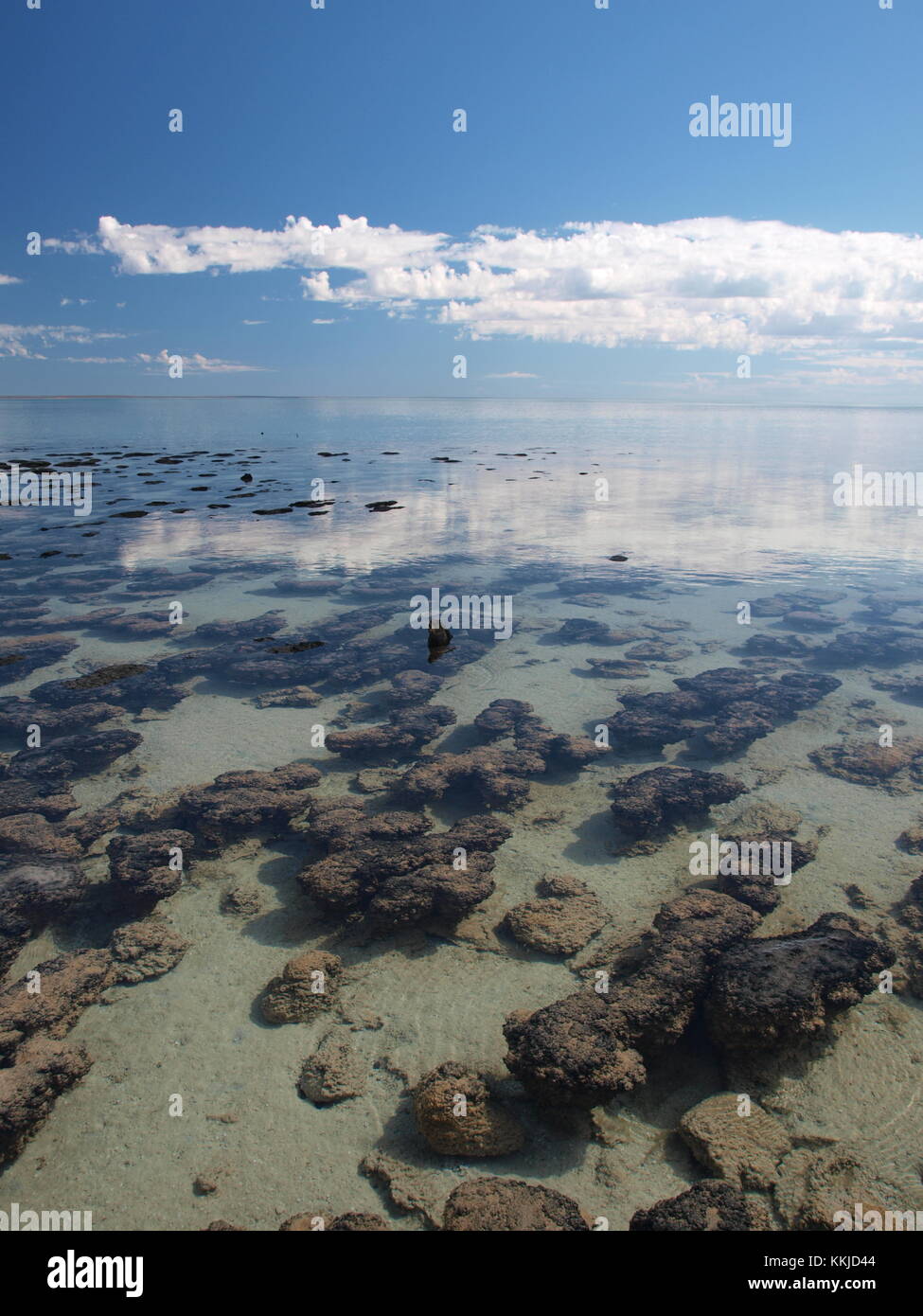 Versenkt Stromatoliths an der Shark Bay, Western Australia Stockfoto