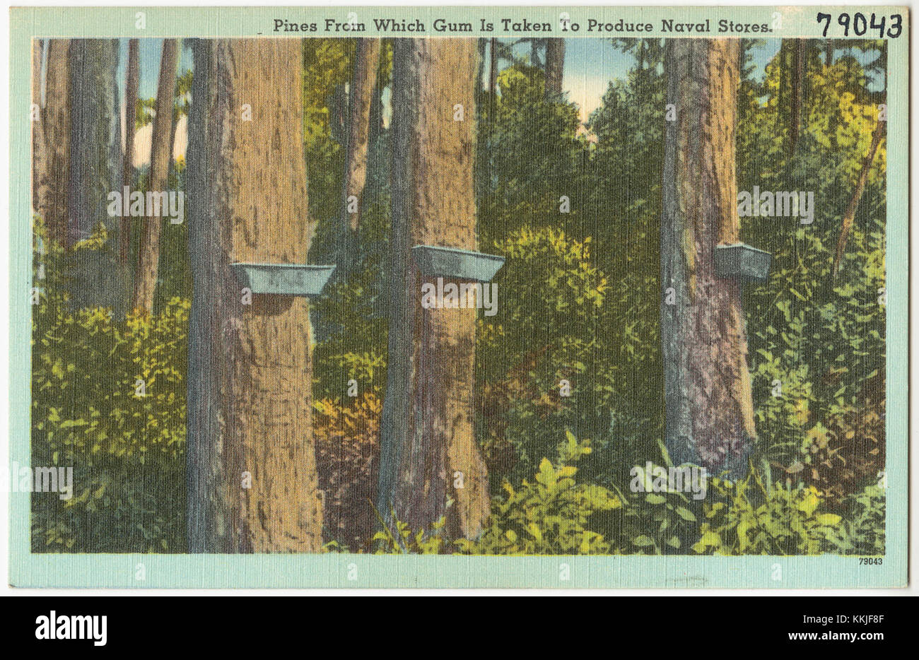 Kiefer, wie die Langblattkiefer, sind Quellen für Kaugummi, der verarbeitet wird, um Marinelager wie Kolophonium und Terpentin zu bilden, die historisch wichtig für den Schiffbau sind. Stockfoto