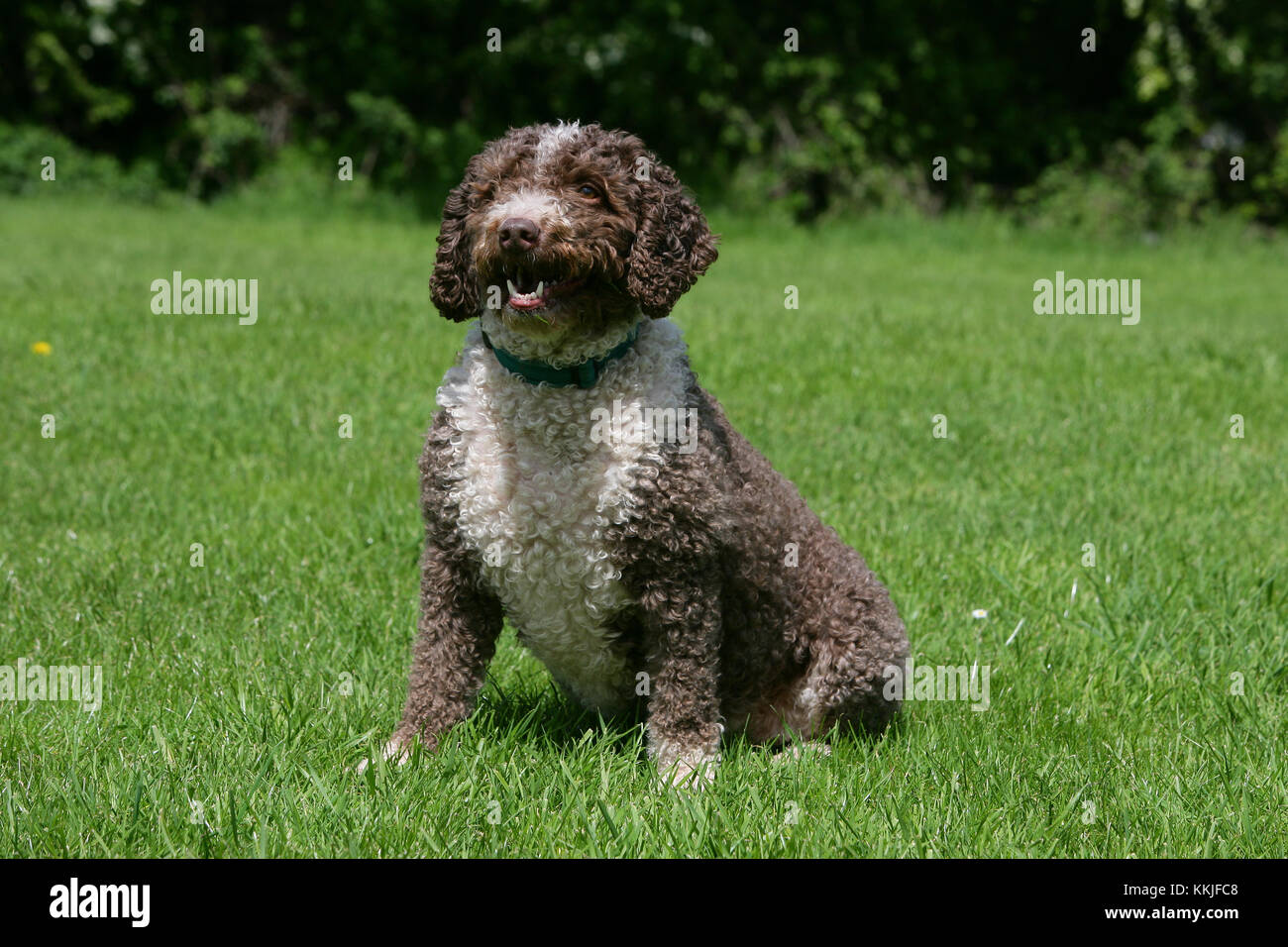 Wasser Hund - Spanisch Spanisch Wasser hund Perro de Aguas Stockfotografie  - Alamy