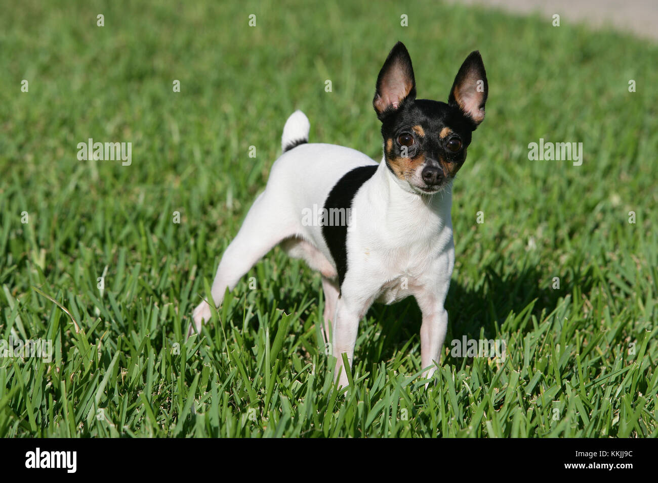 toy box terrier