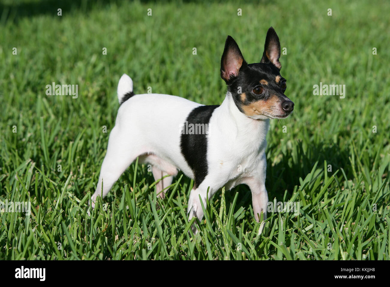 toy box terrier