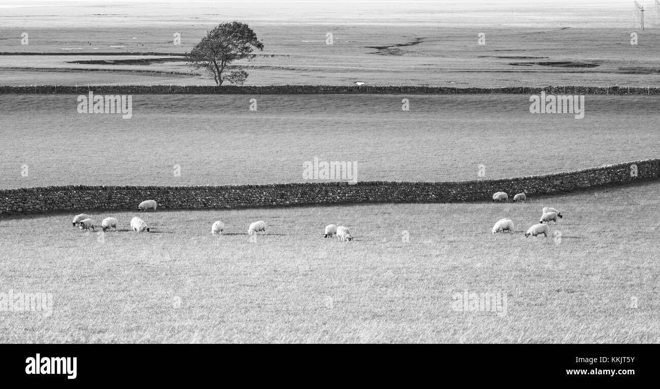 Cumbrian Weide in Schwarz & Weiß Stockfoto