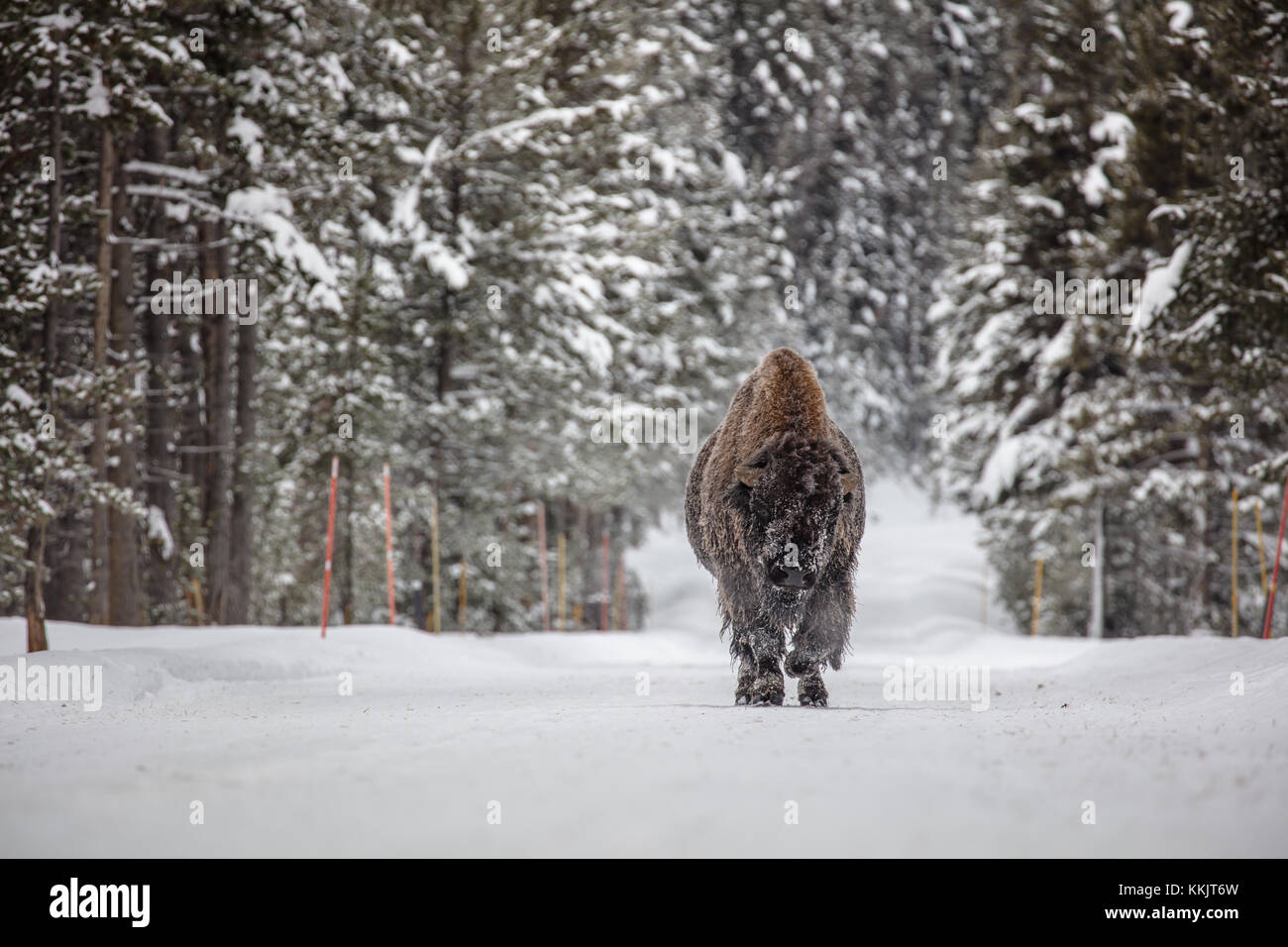 Ein amerikanischer Bison geht einem schneebedeckten Weg an der Yellowstone National Park im Winter November 15, 2017 in Wyoming. (Foto von Jacob w. Frank über planetpix) Stockfoto