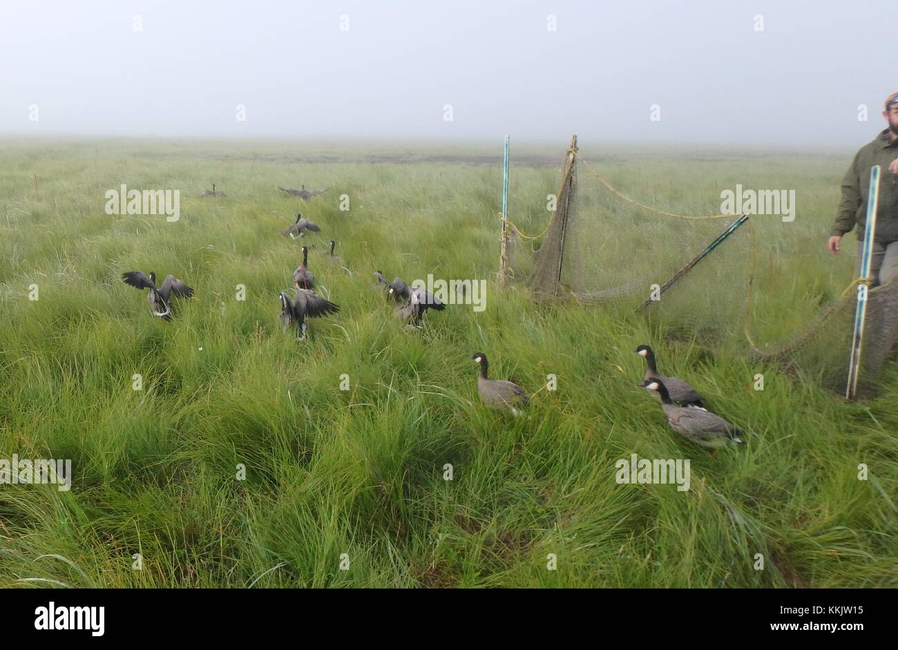 Am 26. Juli 2016 in Bethel, Alaska, werden die Gänse im Yukon Delta National Wildlife Refuge gebannt. (Foto von USFWS Foto über Planetpix) Stockfoto