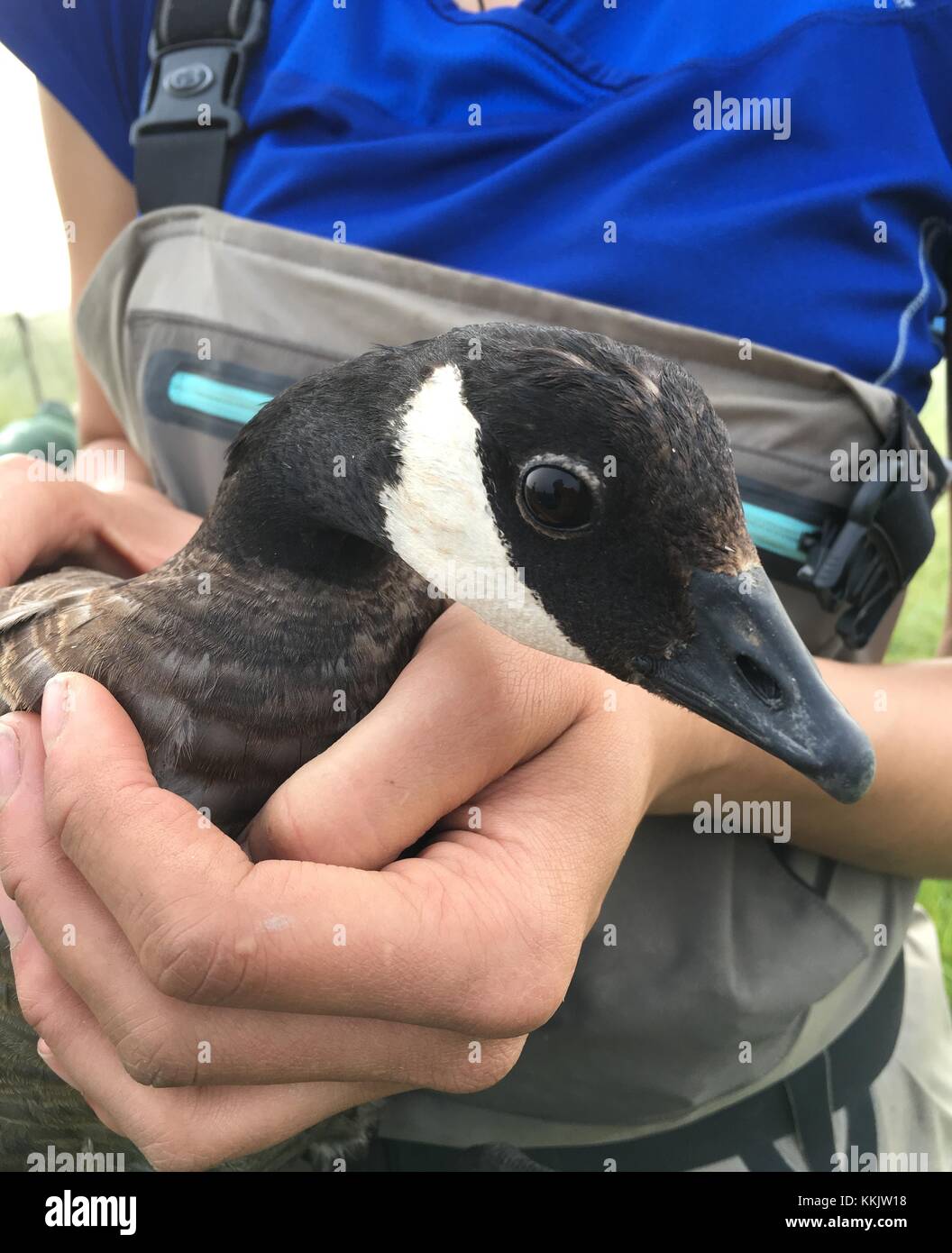 Gackern Gänse sind am Yukon delta National Wildlife Refuge Juli 26, 2016 in Bethel, Alaska gebändert. (Foto durch usfws Foto über planetpix) Stockfoto