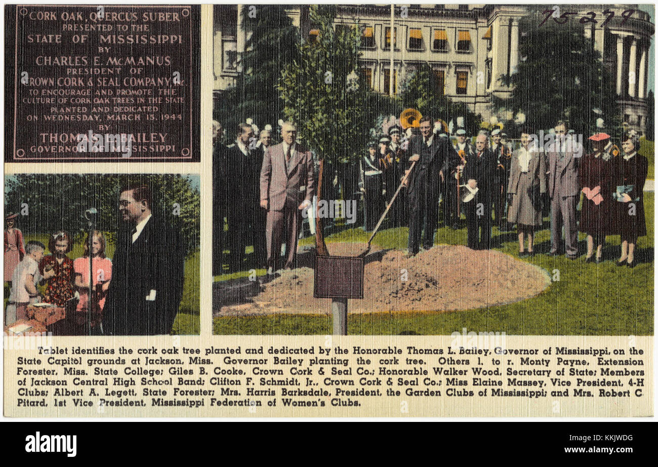 Diese Tafel erinnert an die Korkeiche, die von Gouverneur Thomas L. Bailey auf dem Gelände des Mississippi State Capitol in Jackson gepflanzt wurde. Der Baum dient als historische Markierung des Ereignisses. Stockfoto