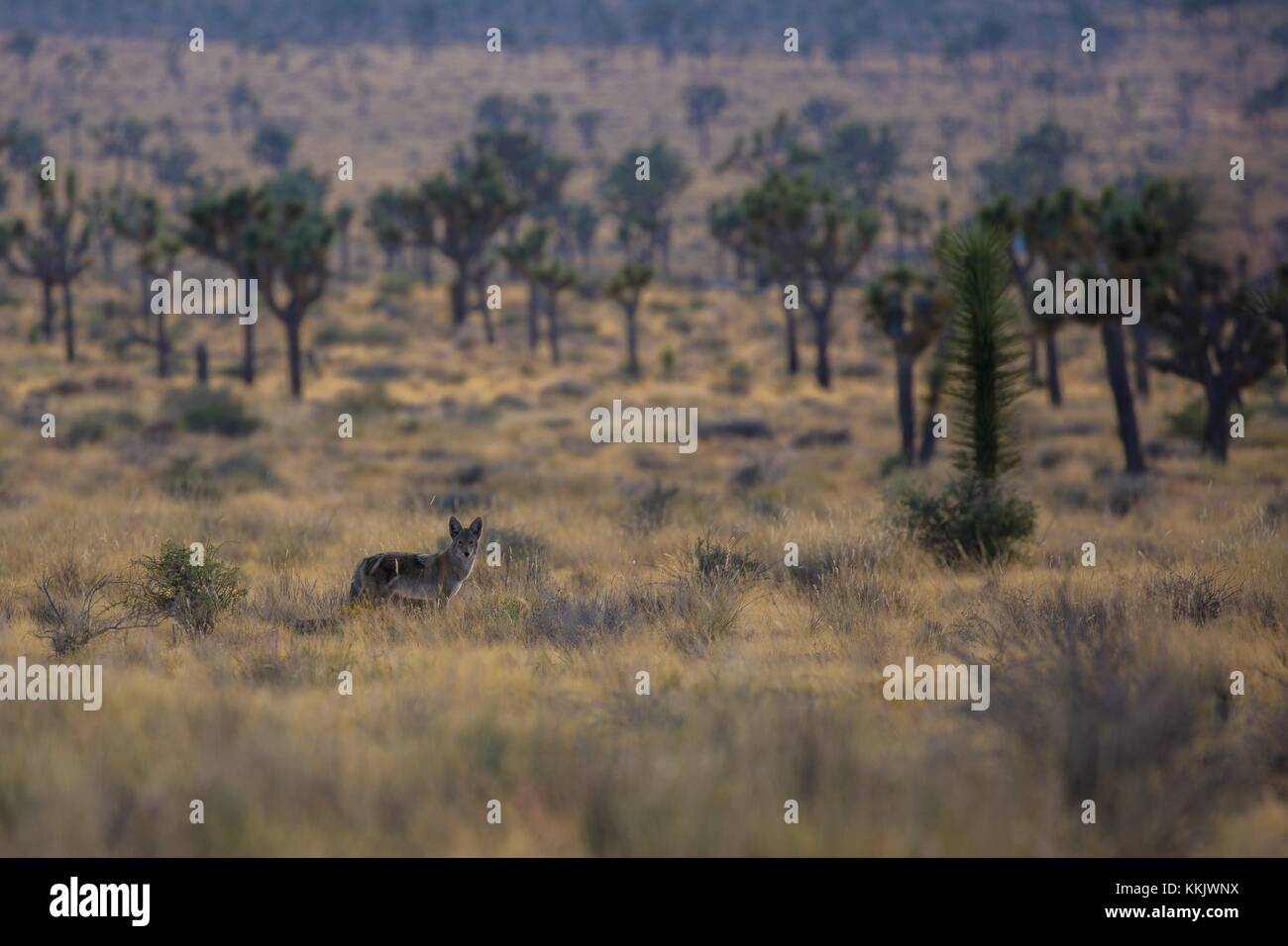 Einen Kojoten Jagt um den Joshua Tree National Park Hall von Schrecken, 31. Oktober 2017 in Twentynine Palms, Kalifornien. (Foto durch glauco Puig - Santana über planetpix) Stockfoto